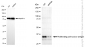 KD-Validated Anti-PCNA Mouse Monoclonal Antibody